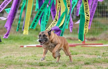 Book Mondioring Obedience (group)