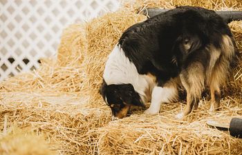 Book Monday - Novice/Open Barn Hunt