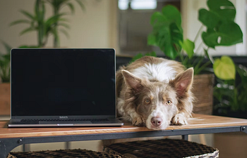 Book Virtual Canine Principles-Level 1