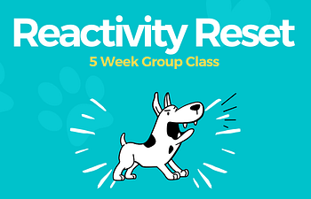 Book Reactivity Reset Group Class