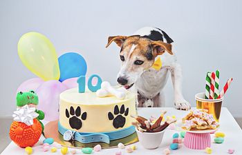 Book Basic Party (Up to 6 dogs)