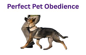 Book Perfect Pet Obedience
