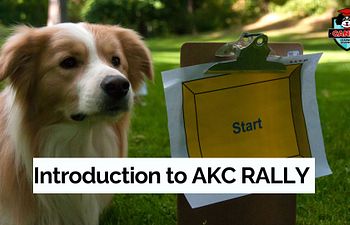 Book Introduction to AKC Rally