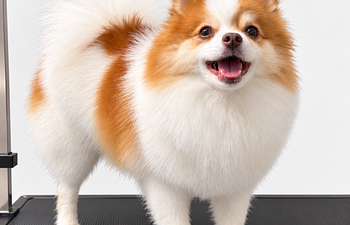 Book De-Shedding Treatment Extra Small Dogs 0—15 lbs
