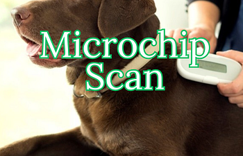Book Microchip Scan