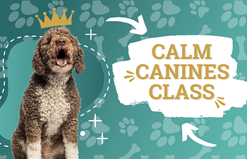 Book Calm Canines