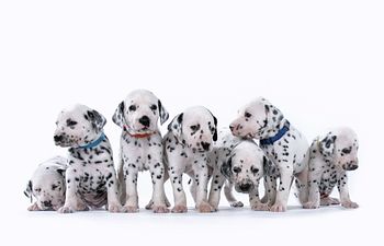 Book Puppy intro to Obedience