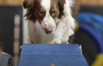 Book Agility: Novice