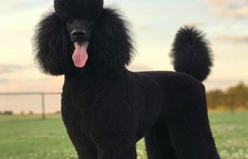 Book GROOMING: Doods n' Poods (Curly Coats) - 4 - *X_LARGE DOG* (50_to_79lbs) - $165+ (SHAVE INCLUDED)