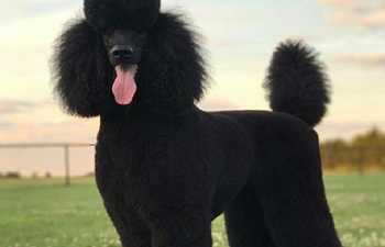 Book GROOMING: Doods n' Poods (Curly Coats) - 4 - *X_LARGE DOG* (50_to_79lbs) - $165+ (FULL HAIRCUT INCLUDED)