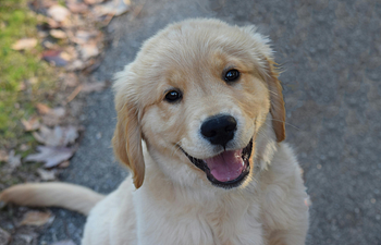 Book Puppy Prodigies (Tier 1)