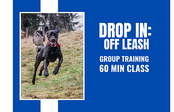 Book Drop In: Off Leash Training