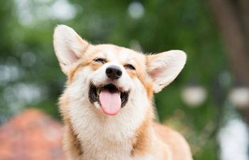 Book Puppy Manners