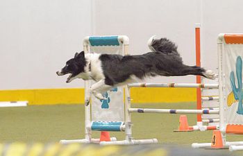Book Agility Competition Foundation Sun 6/22 @ 2:15pm with Gracie