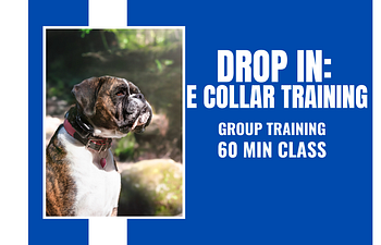 Book Drop In: E Collar Training