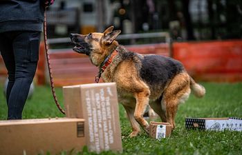 Book Intro to Nosework Workshop