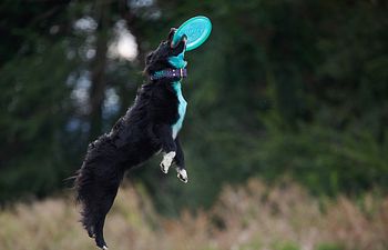 Book Training - GROUP CLASS - Frisbee Fridays