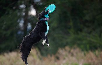 Book Training - GROUP CLASS - Bite Club - Disc Dog