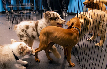 Book Supervised Puppy Play (with Dave)