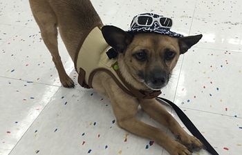 Book Rally, Freestyle, and Tricks 1