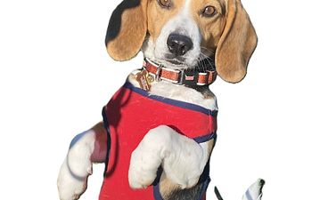 Book Tricks and Games: Level 2 