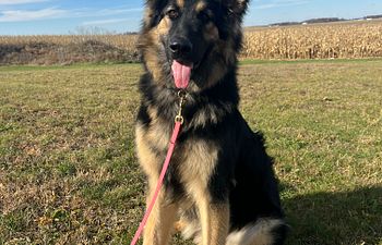 Book Private Obedience Training