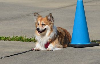 Book CT205 Companion Dog 3