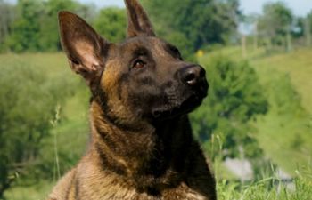 Book Rescue Reset Series