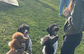 Book Cantope Poodle Social & Behaviour Reset Day