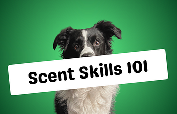 Book Scent Work Summer School